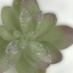 Cactus Succulent Clip Green/Silver Sml