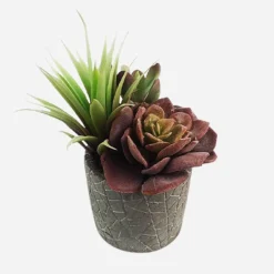 Cactus Succulent Set In Pot