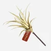 Cactus Succulent Spiky Pick Gold