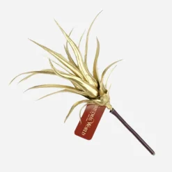 Cactus Succulent Spiky Pick Gold