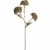 Green Queen Anne'S Lace Stem (66Cm)