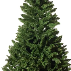 Radiata Pine Tree 5Ft (1.5M)